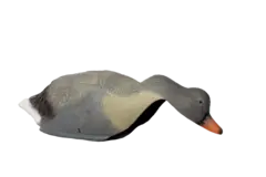Lokkefugl Grågås, skall 