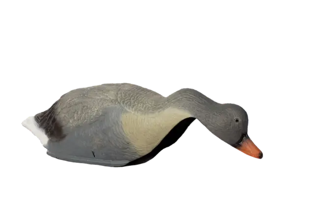 Lokkefugl Grågås, skall 