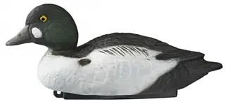 Lokkefugl Kvinand, hann