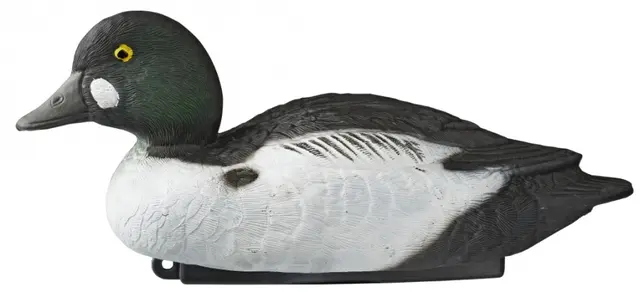 Lokkefugl Kvinand, hann 